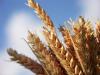 Plus de 51% de quintaux de céréales récoltés à Bizerte